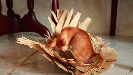 Newly-rescued-stray-ginger-kitten-playing-inside-a-native-hat