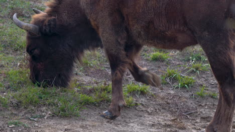 European-bison-bonasus-grazing-on-grass-in-a-muddy-field,Czechia