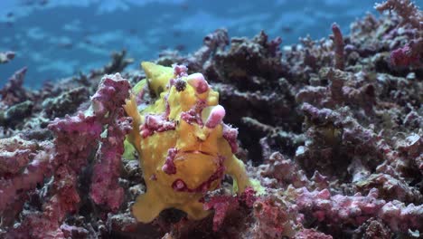 yellow-warty-frogfish-sitting-on-coral-reef