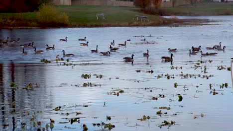 A-Raft-of-Ducks-Wading-in-a-Water-Pond---Static-Bird-Watching-Shot