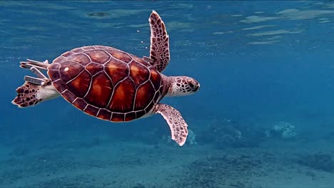 Sea-Turtle-Swimming-Peacefully-In-Near-The-Surface-Of-The-Water---Slow-Motion-Underwater-shot