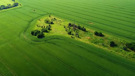 Flying-over-green-wheat-fields