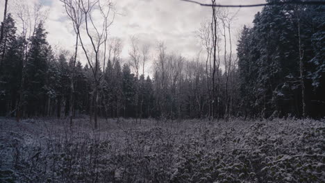 A-Walk-Through-Winter-Wonderland-Snow-Covered-Forest-Landscape---Forward-Tracking-Shot