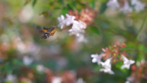 Hummingbird-Hawk-Moth-feeding-on-Nectar-and-Pollinating-Flowers,-Slow-Motion