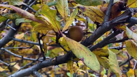Close-Up-Medlar-Wild-Fruit-in-Iran-Forest-in-Autumn-Rain