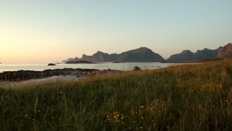 Smooth-tracking-shot-through-high-grass-on-the-beach-of-the-Lofoten-in-Norway