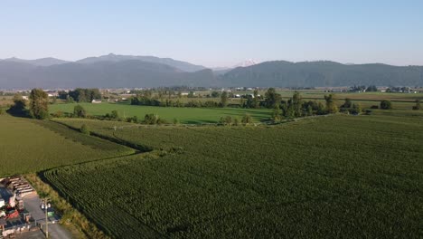 3-4-Aerial-super-slow-fly-over-mountain-valley-farms-on-a-sunny-summer-day-with-lush-green-rows-of-crop-vineyards-fruit-at-a-cultivated-countryside-with-a-natural-scenic-ripe-harvest-of-the-plentiful