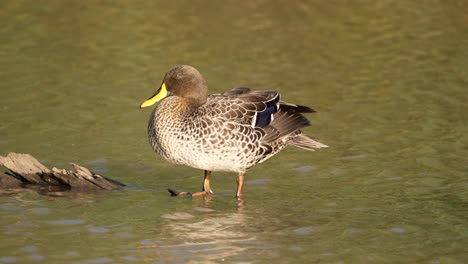 Yellow-Billed-Duck-Preens-Feathers-Standing-on-Log,-Then-Gets-in-Water