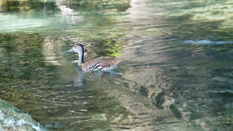 Duck-swims-in-crystal-waters-of-pond