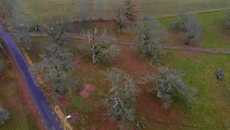 Aerial-flying-backwards-over-field-with-old-oak-trees
