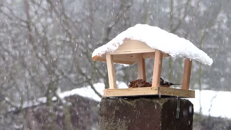 Marsh-tit-pecking-birdseeds-from-a-wooden-bird-feeder-while-it-is-snowing