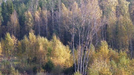Forest-foliage-in-autumn-season.-Panning-left