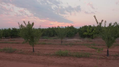 Olivenbaumfeld-Während-Des-Sonnenuntergangs-In-Spanien