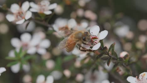 Europäische-Biene,-Die-Auf-Weißen-Manuka-Blüten-Im-Wilden-Lebensraum-Ungeschickt-Ist