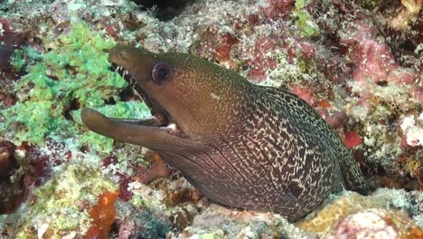 Moray-eel-on-coral-reef-in-the-Maldives-atoll