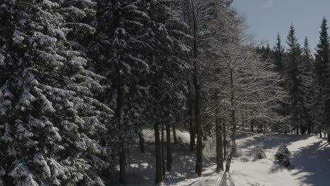 Kiefernwald-Im-Winterferienort-Kope-Im-Pohorje-gebirge-Slowenien-Mit-Kleinem-Schuppen,-Luftüberführungsaufnahme