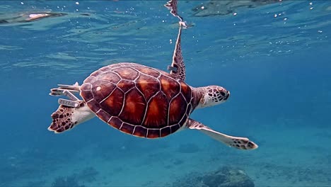 Einsame-Meeresschildkröte,-Die-Im-Blauen-Ozean-Schwimmt---Mittlere-Unterwasseraufnahme
