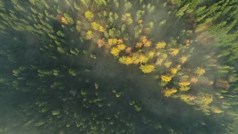 Drone-rising-perspective-over-forest-shrouded-in-mist