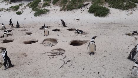 Sandhöhlen-Sind-Die-Heimat-Einer-Bedrohten-Kolonie-Afrikanischer-Pinguine