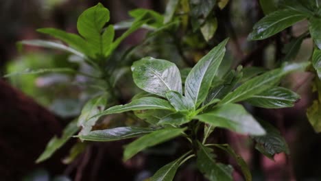 Rain-drops-on-the-green-leafs,-macro-close-up
