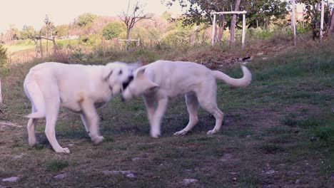 Two-Young-Akbas-Dog-Playing-with-Each-Other