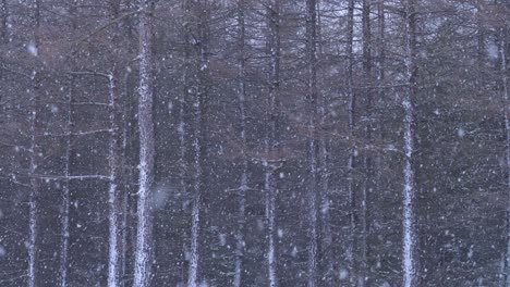 Scenic-heavy-winter-snowfall-on-tall-dense-pine-forest-leafless-trees