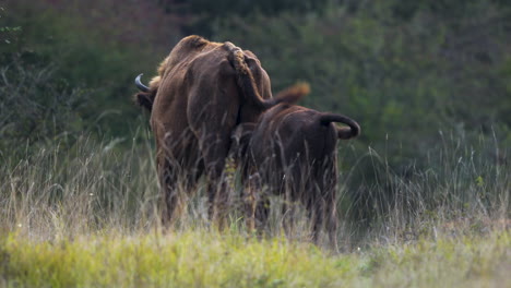 European-bison-bonasus-calf-suckling-from-its-mother,grassland,Czechia