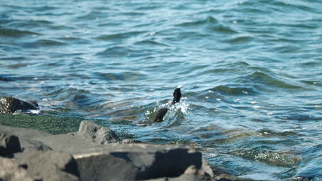 Eurasian-Coot-Getting-Into-The-Sea-With-Waves-On-A-Sunny-Summer-Day-In-Japan