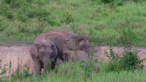 Familia-De-Hermosos-Elefantes-Asiáticos-Descansando-Junto-A-La-Duna-De-Arena