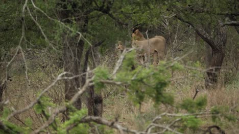 Two-male-lions-spotted-walking-stealthily-through-a-sparse-forest