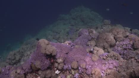 Weitwinkelaufnahme-Eines-Korallenriffs-Mit-Rosafarbenen-Weichkorallen-Auf-Den-Philippinen