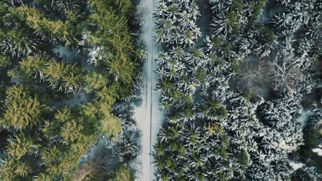 4K-UHD-aerial-drone-clip-along-a-snowy-road-in-a-dreamy-forest-in-winter-with-snow-covering-the-cold-ground-and-tree-tops-in-Bavaria,-Germany