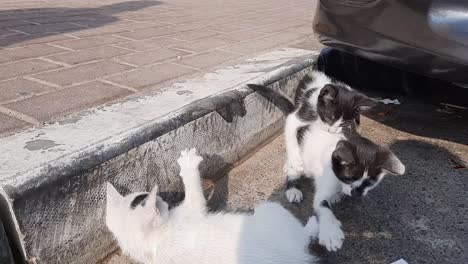 Cats-brawl-in-the-streets,-playing-and-fighting-each-other-under-the-shade-of-the-car,-and-the-cameraman,-they-are-young-and-exciting-cute-animals