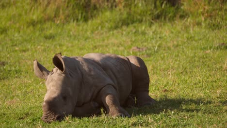 Baby-rhino-lying-down-on-the-soft-grass-in-the-afternoon-sunlight