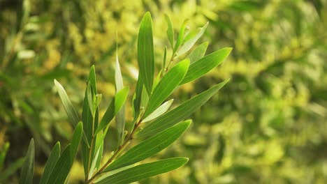 4k-Nahaufnahme-Auf-Grünem-Blattzweig-Einer-Akazie-Longifolia,-Allgemein-Bekannt-Als-Fahle-Wattle,-Die-Im-Wind-Zittert