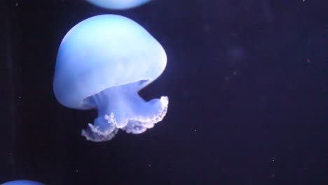 Some-Blue-Jellyfish-are-swimming-slow-in-a-tank