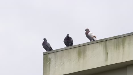 3-Pigeons-resting-on-top-of-a-building