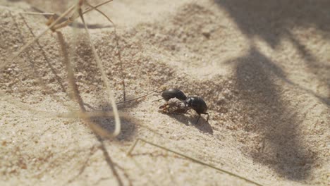 Beetles-eating-poop-on-sand