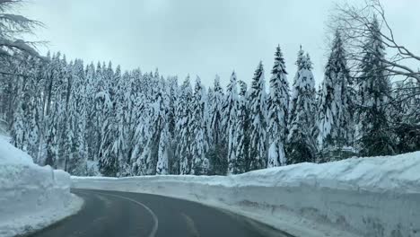 Spruce-forest-covered-with-heavy-snow