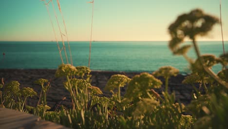Ocean-shoreline-cliff-rock,-with-oak-straw-and-vegetation-closeup-defocus-at-sunset-with-blue-sky-4K