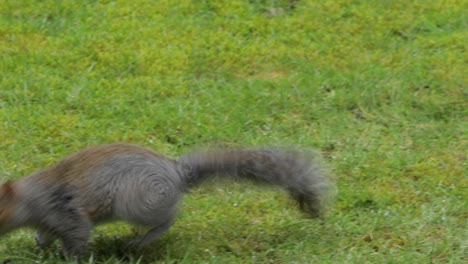 Graues-Eichhörnchen,-Das-Auf-Gras-Steht-Und-Nach-Nüssen-Sucht,-Isst-Dann-Eine