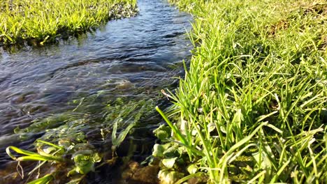 Fließendes-Süßwasser-Mit-Grünen-Pflanzen-Und-Moosen-Im-Inneren