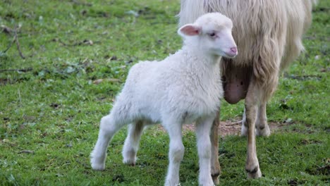 Entzückendes,-Flauschiges-Weißes-Lamm,-Das-Seine-Beine-Draußen-Neben-Seiner-Mutter-In-Sardinien,-Italien,-Ausstreckt
