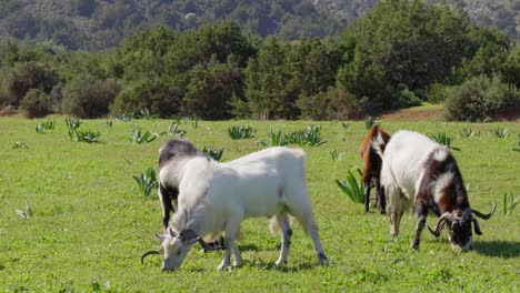 Cabras-Salvajes-Pastando-En-La-Península-De-Akamas