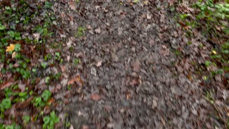 Pov-top-down-shot-of-person-walking-in-muddy-wet-forest-path-with-falling-leaves-in-autumn
