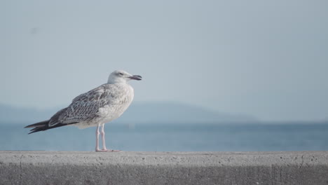 White-Seagull-Standing-on-top-of-Concrete-Wall,-Looking-Around-Curiously-in-front-of-Blue-Sea-and-Open-Sky-in-slowmo