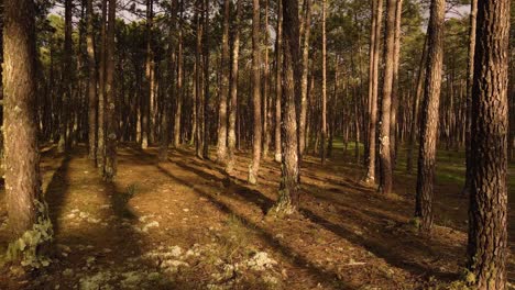 4K-Pine-forest,-drone-view-of-the-trunks-of-pine-trees-with-drone-moving-from-left-to-the-right