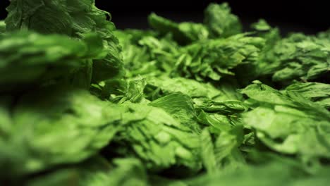 Beer-hop-cones-in-huge-pile-macro-closeup-push-in-4k-beer-ingredients-marijuana-hemp-leaves