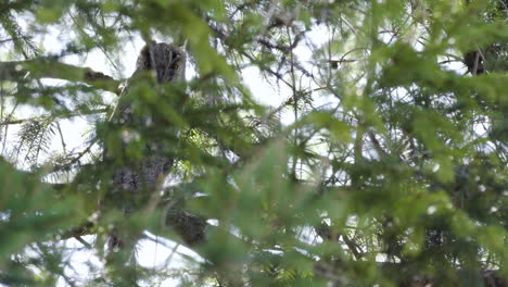 Mature-Long-eared-Owl-staring-intently-at-viewer-from-behind-dense-foliage-static-shot