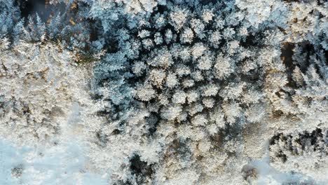 Snow-covered-treetops-seen-from-above-in-arctic-forest-of-Iceland,-aerial